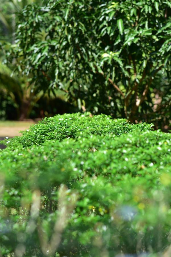 Tamarind Blue Hotel Tangalle Bagian luar foto